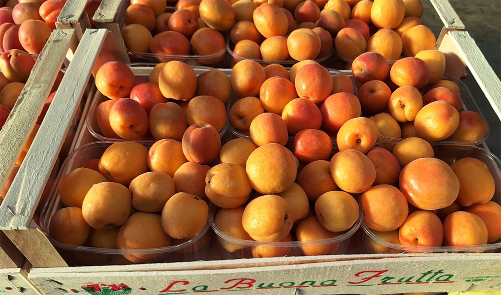 Albicocche locali cal. 45+ prezzo 3-3,30 euro al chilo